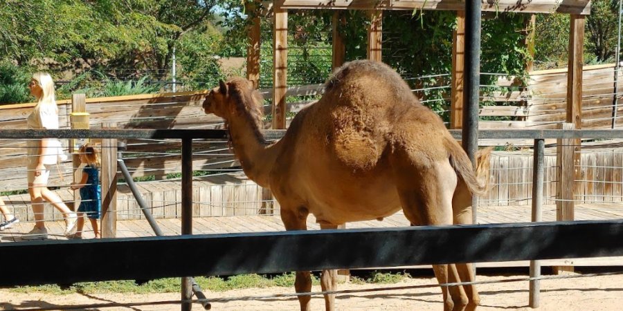 Lincoln Children's Zoo